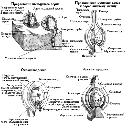 Размножение цветковых растений