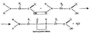 Белки
